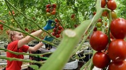 Azərbaycana Belarusdan kiloqramı 5,4 manata pomidor gətirilib – Marketlərdə satılmır
