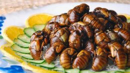 Bu ölkə Azərbaycana ədədi 170 manatdan həşərat satıb