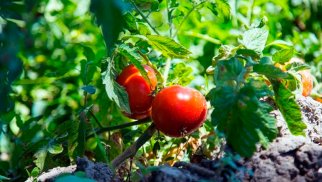 Avropa Lənkəran pomidoru istəyir - Açıqlama