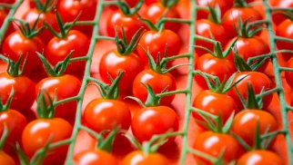 Ermənistan Türkiyədən 1,7 milyon ton pomidor alıb