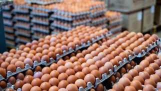 Yumurta istehsalı azalıb