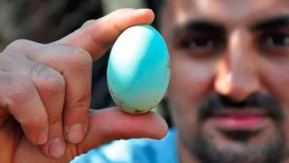 Mavi yumurtanın birini 10 dollardan satır - FOTO