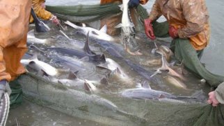 May ayının 1-dən balıq ovuna moratorium qüvvəyə minir