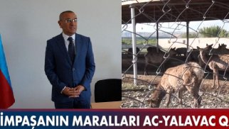 Alimpaşa Məmmədovun maralları ac qalıb - VİDEO