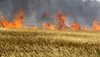 Elmin Rəhmanovdan fermerlərə: Taxıl biçildikdən sonra...