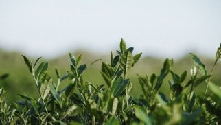 İnstitutdan Meşə Fondu torpaqlarında çay plantasiyasının salınmasına dair açıqlama