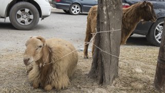 Bu tarixdən qurbanlıq qoyunların onlayn satışı başlayır