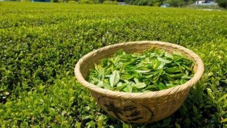 Azərbaycan çay ixracını 21 faizdən çox azaldıb