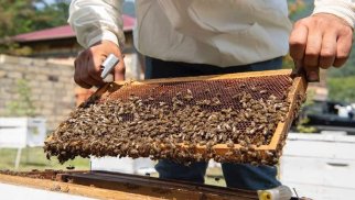 Qafqazda ilk: Zaqatalada arı ailələri üçün təcrid zonası yaradılıb