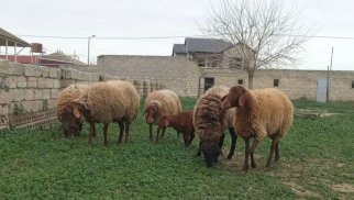 Azərbaycanda qoyunlar 7 manata, nar bağları 40 manata sığortalanacaq