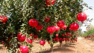 Azad edilmiş ərazilərdə narçılığın bərpası planlaşdırılır