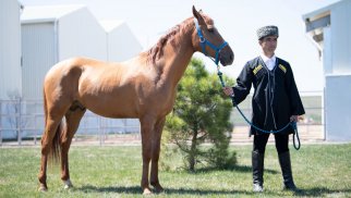 İlk dəfə Qarabağ atlarının auksion vasitəsilə satışı həyata keçirildi (FOTOLAR)
