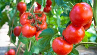 Azərbaycanda pomidorun baha olmasının səbəbi açıqlandı (VİDEO)