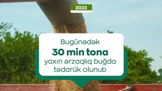 Ərzaqlıq buğdanın dövlət tədarükü prosesi davam edir