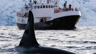 Alimlər anlaya bilmir: Üç ildir qatil balinalar gəmiləri niyə batırmağa çalışır? (VİDEO)
