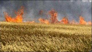 Rusiyanın taxıl anbarında 15 ton toxumluq məhsul yanıb