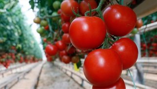Azərbaycanın pomidor satışından gəlirləri azalıb