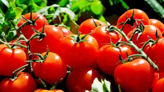 “Özbəkistan pomidorunun qiymətinə Azərbaycan pomidoru alırıq”