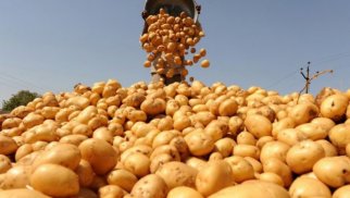 Ötən ilin 11 ayında Azərbaycanda 1 mln. tona yaxın kartof yığılıb