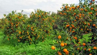 Sitrus meyvələrinin yetişdirilməsi üçün 1 milyon manat güzəştli kredit verildi