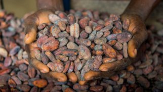 Kakaonun qiymətindəki kəskin ucuzlaşmanın səbəbi nədir?