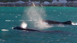 Bir qrup qatil balina Mərakeş yaxınlığında 15 metrlik yaxtanı batırdı