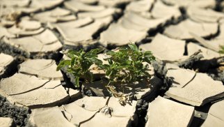 "Qlobal istiləşmənin səbəbi El Nino yox, insan fəaliyyətidir"