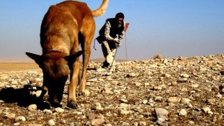 ANAMA Xorvatiyadan 344 min manatlıq it alır