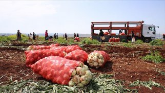 Zibilliyə atılan tonlarla meyvə-tərəvəz - İsrafçılığın qarşısını necə alınmalı?