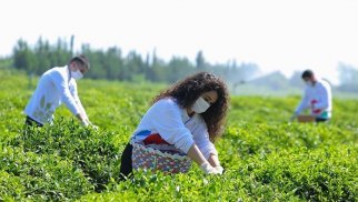 Çay plantasiyalarına görə fermerlərə subsidiya ödəniləcək