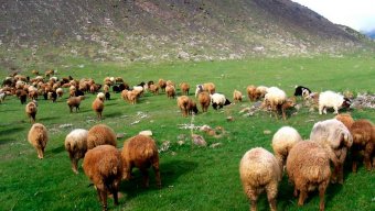 Diri heyvan idxalını iki dəfədən çox azalıb