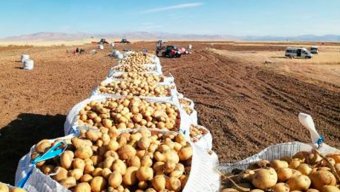 Türkiyənin minlərlə ton kartofu tezliklə Azərbaycana satılmasa çürüyəcək