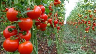 Daha 7 müəssisədən Rusiyaya pomidor ixracına icazə verildi – SİYAHI