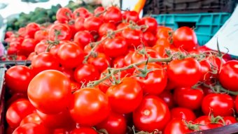 Daha 7 sahibkara Rusiyaya pomidor ixracına icazə verildi