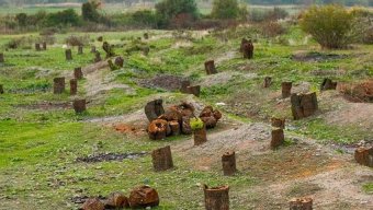 Laçında meşələrə qarşı barbarlıq edilib: Cinayət işi açıldı