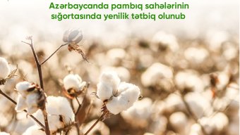 Azərbaycanda bu mövsüm pambıq sahələrinin sığortasında yenilik tətbiq olunub