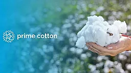 “Prime Cotton” nun ixrac gəlirləri 63,2 faiz artıb