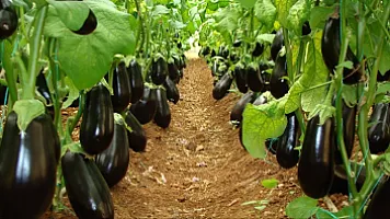 Azərbaycana idxal olunan badımcanın 1 kiloqramı neçəyə başa gəlir?