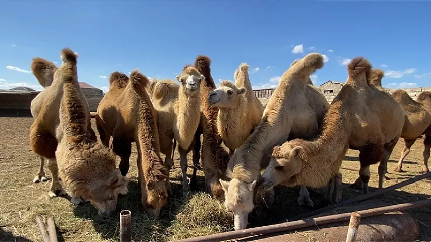 Azərbaycana dəvə gətirilməsinə məhdudiyyət qoyuldu