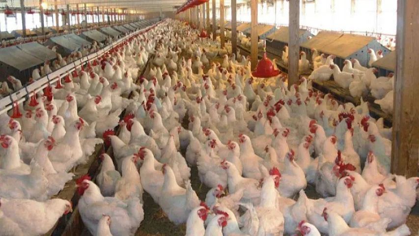 İri market şəbəkələri ilə əməkdaşlıq edən quşçuluq ferması satışa çıxarılıb - 