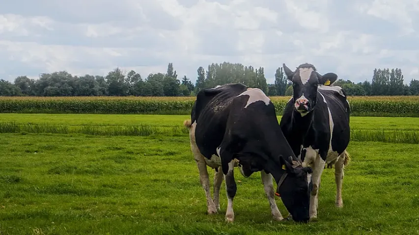 Kənd təsərrüfatı heyvanlarının sığortası üzrə ödənişlər 2 milyondan çox azalıb