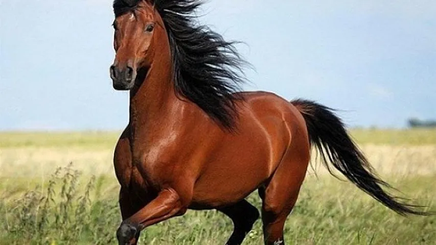 Atın 1-ni bu ölkəyə 443 manata satmışıq