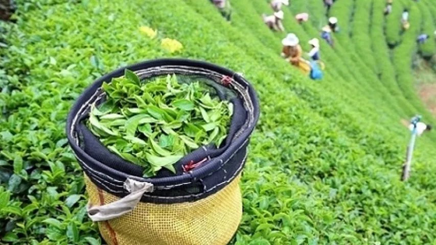 Xaricə çay satışı 4 milyondan çox vəsait qazandırıb