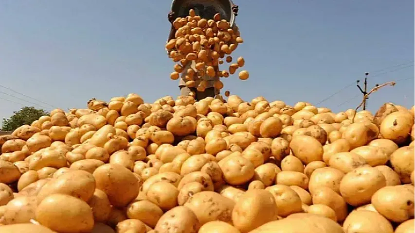 Kartof ixracı Azərbaycana nə qədər qazandırıb?