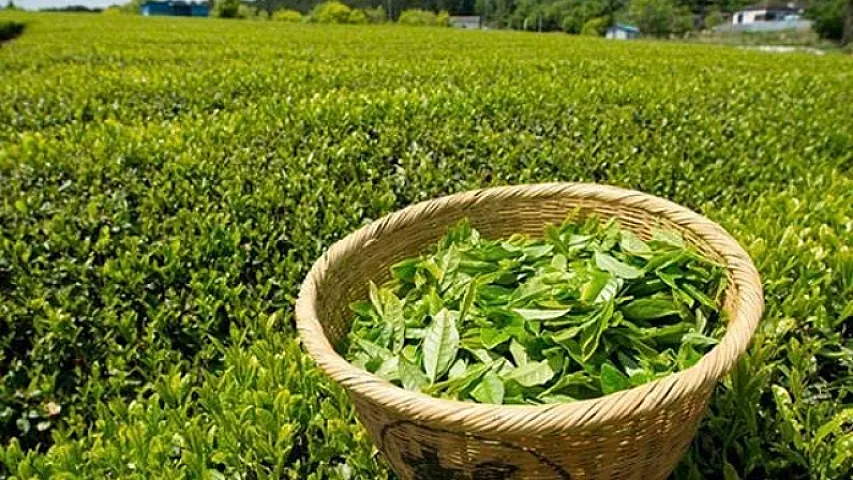 Çay ixracından ölkəyə daxil olan valyuta azalıb