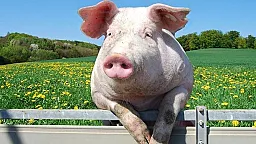  Численность свиней в Азербайджане по районам в январе-октябре 2024 года 