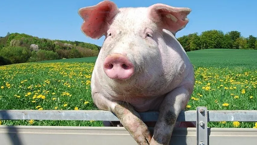 Azərbaycanda ən çox bu rayonlarda donuz saxlanılır