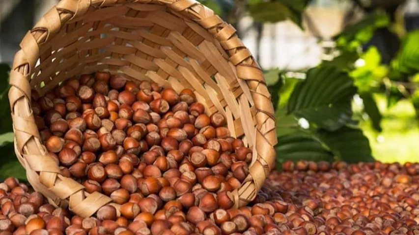 Meşə fındığı ixracı 30%-dən çox artıb