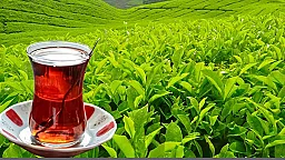 Производство чая в Азербайджане за январь-ноябрь снизилось на 8,5%