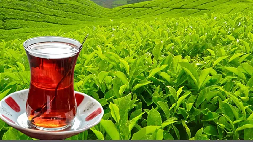 Azərbaycanda çay istehsalı azalıb